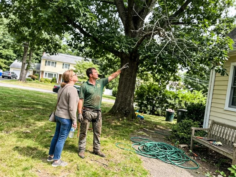 Identifying deadwood in the canopy
