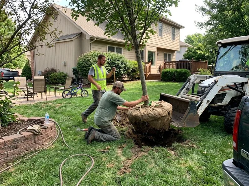 Tree Planting & Transplanting project in Westchester County