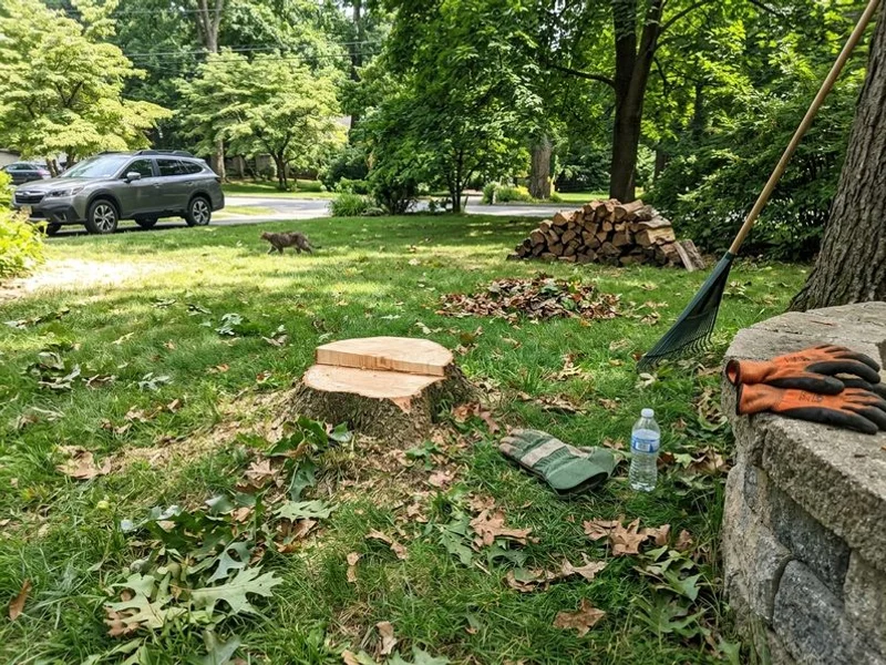 Recent tree work in New Rochelle