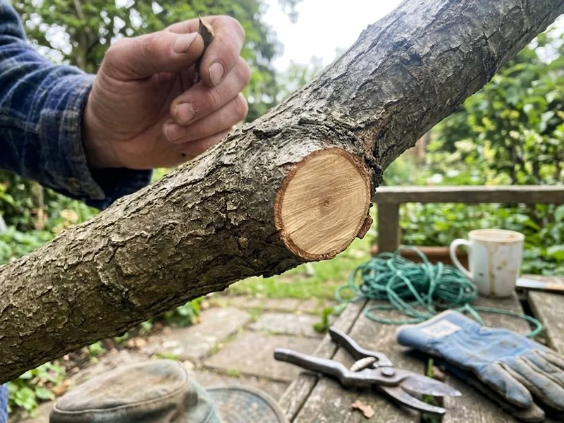 Tree Trimming & Pruning project in Westchester County