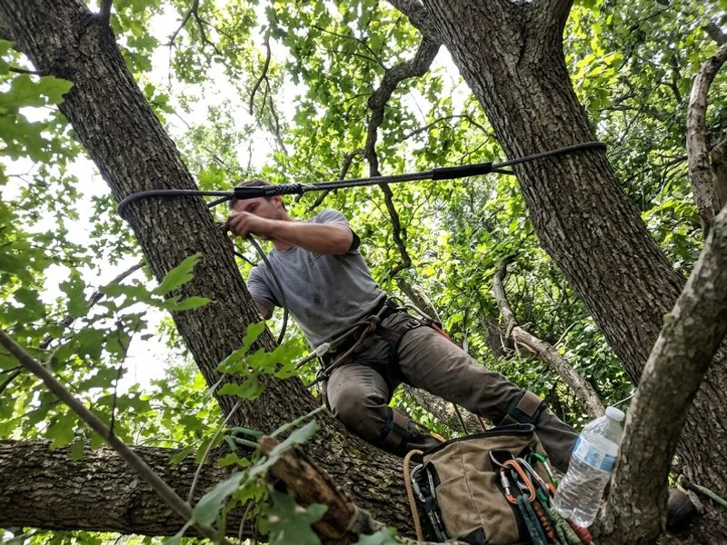 Tree Cabling & Bracing in Westchester County