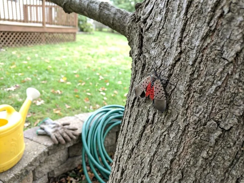 Tree Health Assessments & Disease Diagnosis project in Westchester County