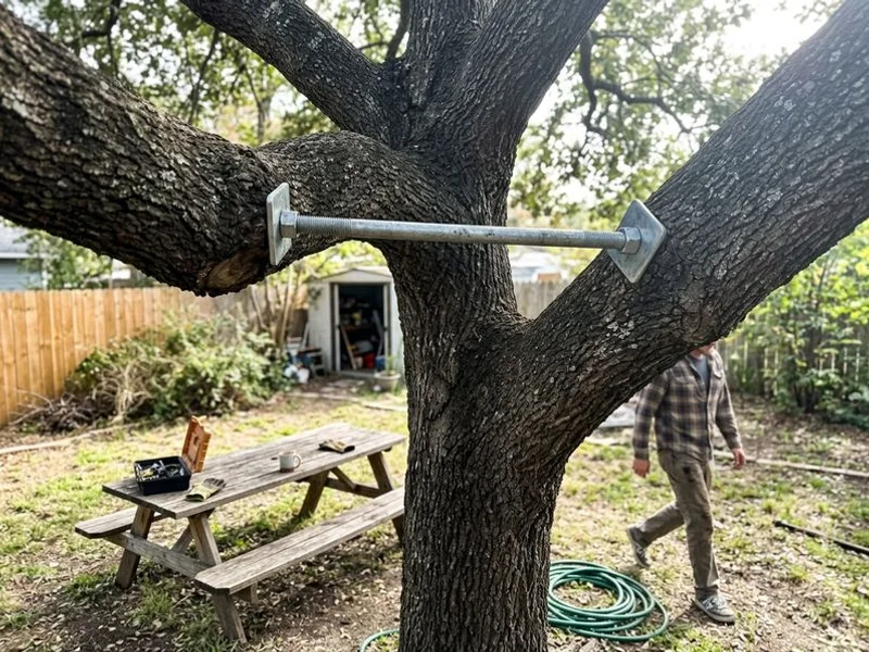 Tree Cabling & Bracing project in Westchester County