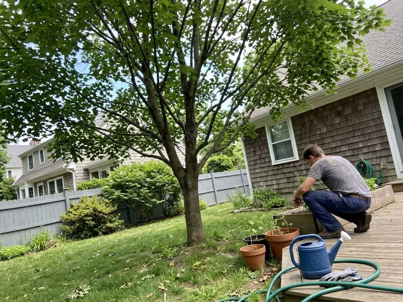 Properly thinned canopy for storm prep