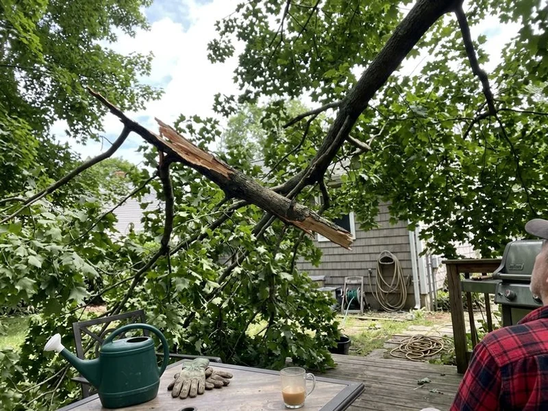 Emergency Tree Service project in Westchester County
