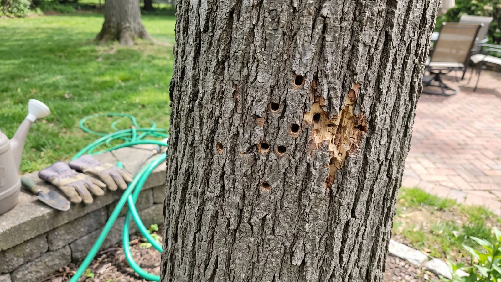 Ash bark with emerald ash borer damage