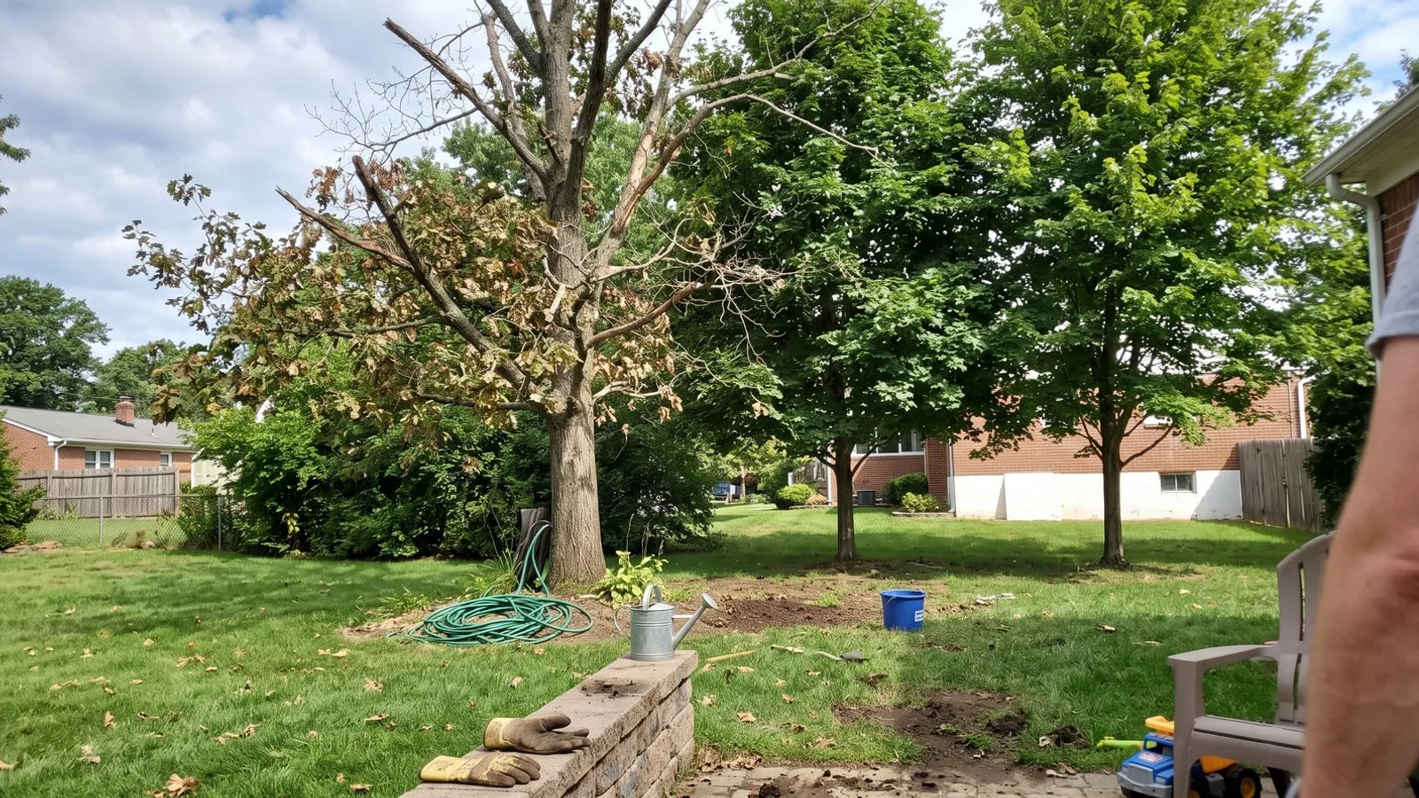 Declining oak tree next to healthy trees in Westchester